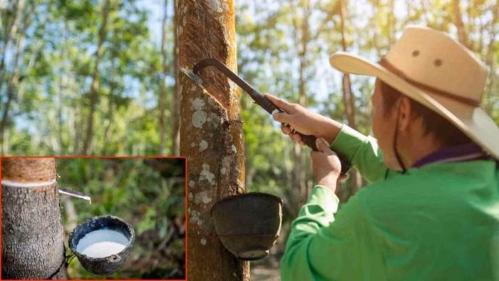 Giá cao su thế giới hôm nay đồng loạt khởi sắc nhờ đà tăng của giá dầu và nguồn cung thắt chặt. Ảnh minh họa